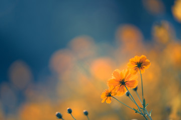 简单的生物问答题 （要答案)答案越短越好