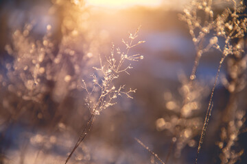 女生英文名姓氏